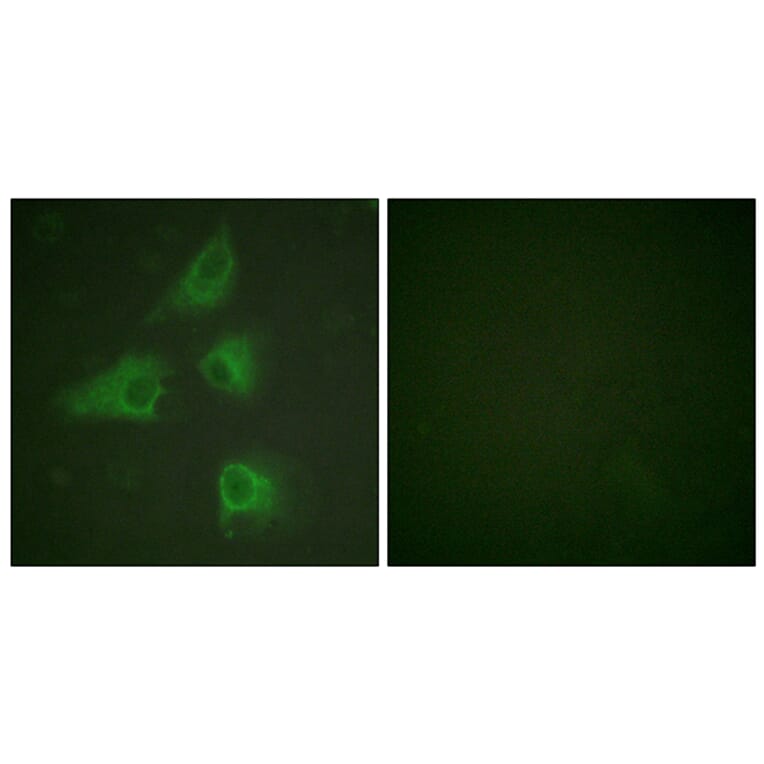 Immunofluorescence - Anti-DRP-2 Antibody (B1199) - Antibodies.com