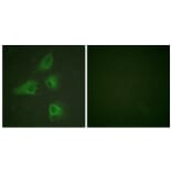 Immunofluorescence - Anti-DRP-2 Antibody (B1199) - Antibodies.com