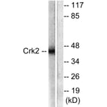 Western Blot - Anti-CrkII Antibody (B0066) - Antibodies.com