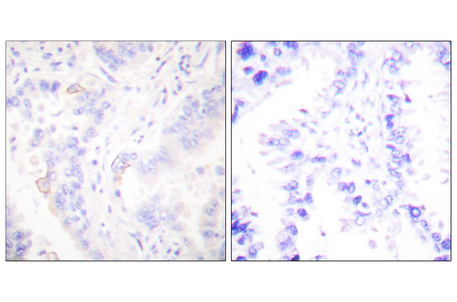Immunohistochemistry - Anti-CrkII Antibody (B0066) - Antibodies.com