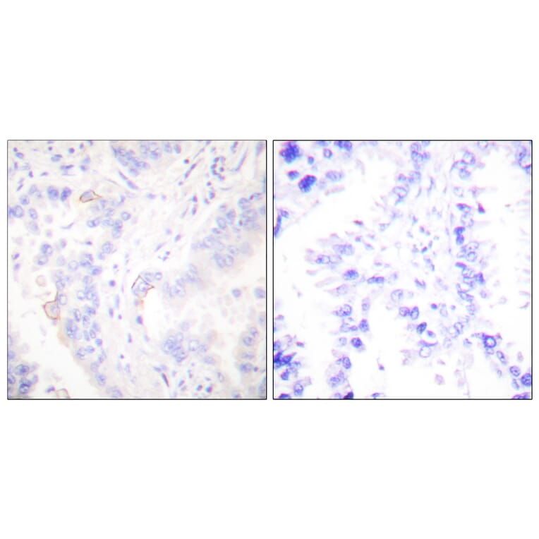 Immunohistochemistry - Anti-CrkII Antibody (B0066) - Antibodies.com