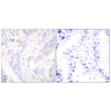 Immunohistochemistry - Anti-CrkII Antibody (B0066) - Antibodies.com