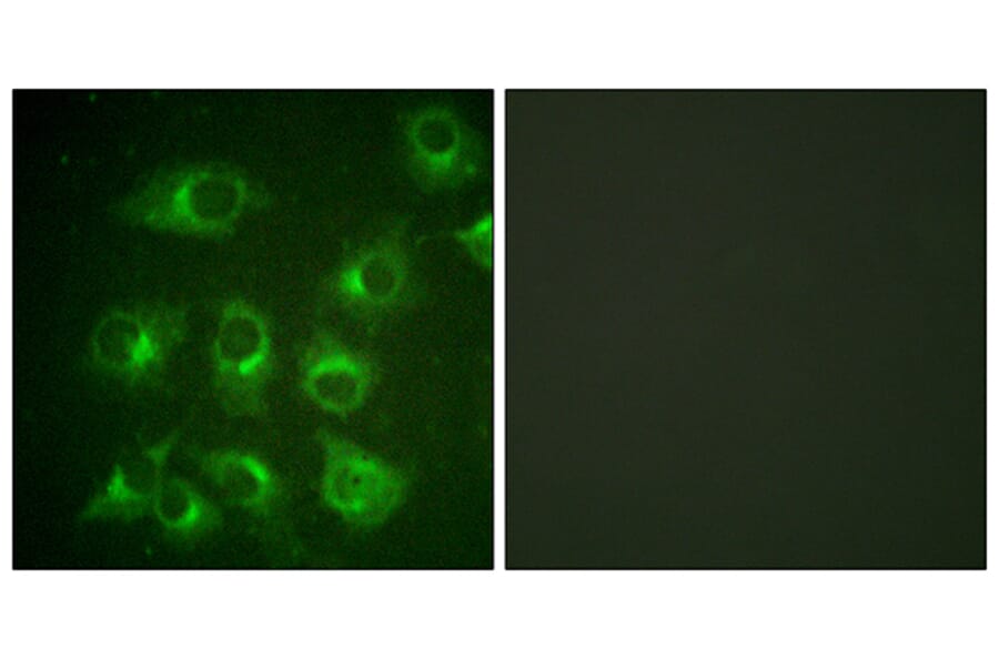 Immunofluorescence - Anti-CrkII Antibody (B0066) - Antibodies.com