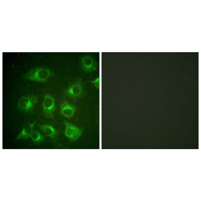 Immunofluorescence - Anti-CrkII Antibody (B0066) - Antibodies.com