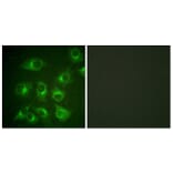 Immunofluorescence - Anti-CrkII Antibody (B0066) - Antibodies.com