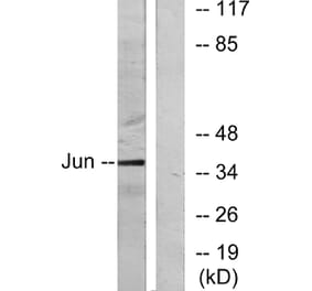 Western Blot - Anti-c-Jun Antibody (B7132) - Antibodies.com