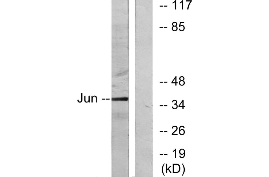 Western Blot - Anti-c-Jun Antibody (B7132) - Antibodies.com