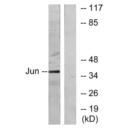 Western Blot - Anti-c-Jun Antibody (B7132) - Antibodies.com