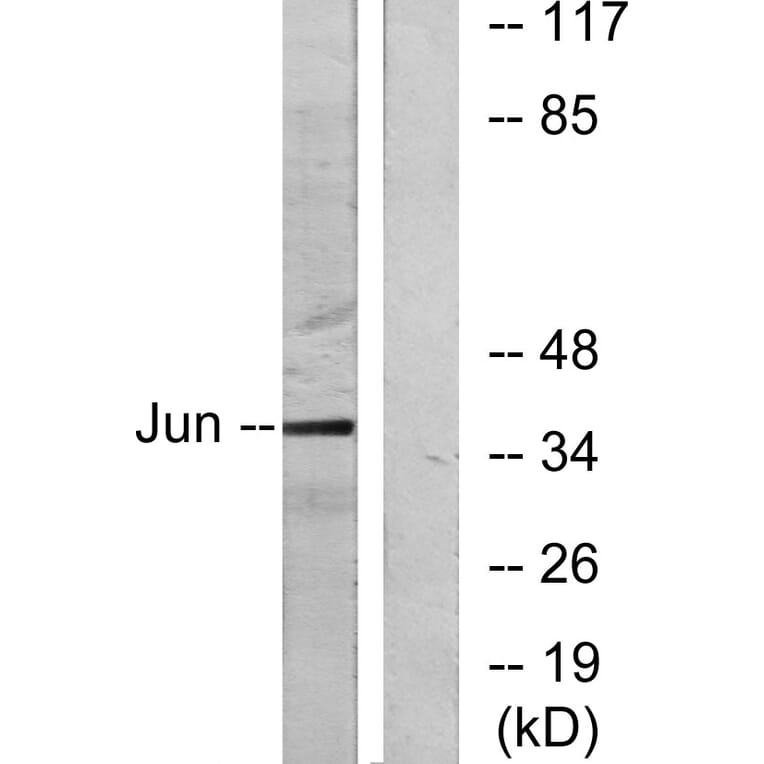 Western Blot - Anti-c-Jun Antibody (B7132) - Antibodies.com