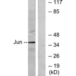 Western Blot - Anti-c-Jun Antibody (B7132) - Antibodies.com