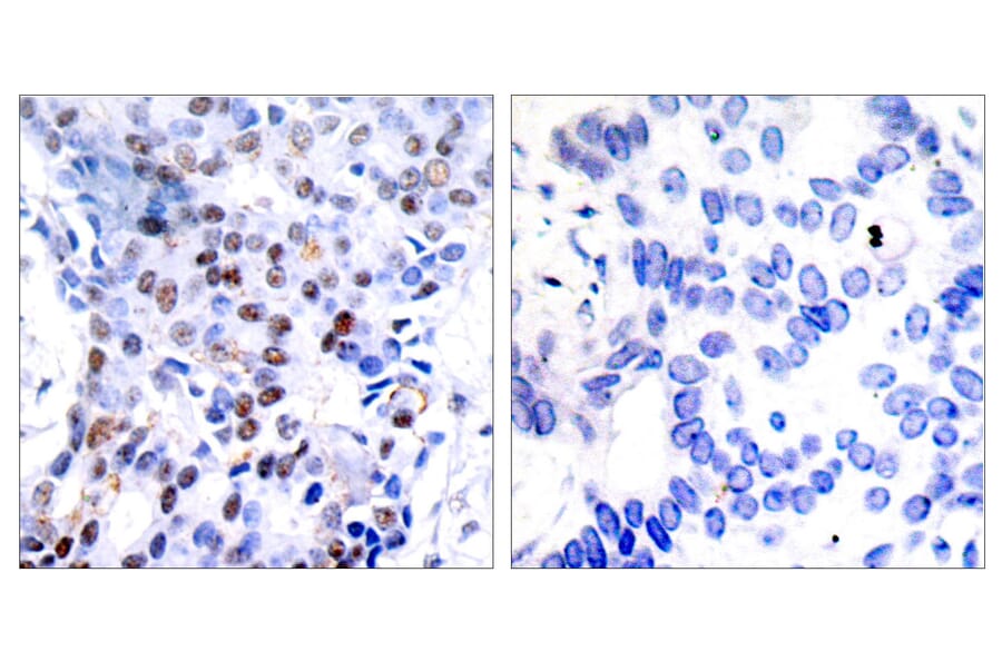 Immunohistochemistry - Anti-c-Jun Antibody (B7132) - Antibodies.com