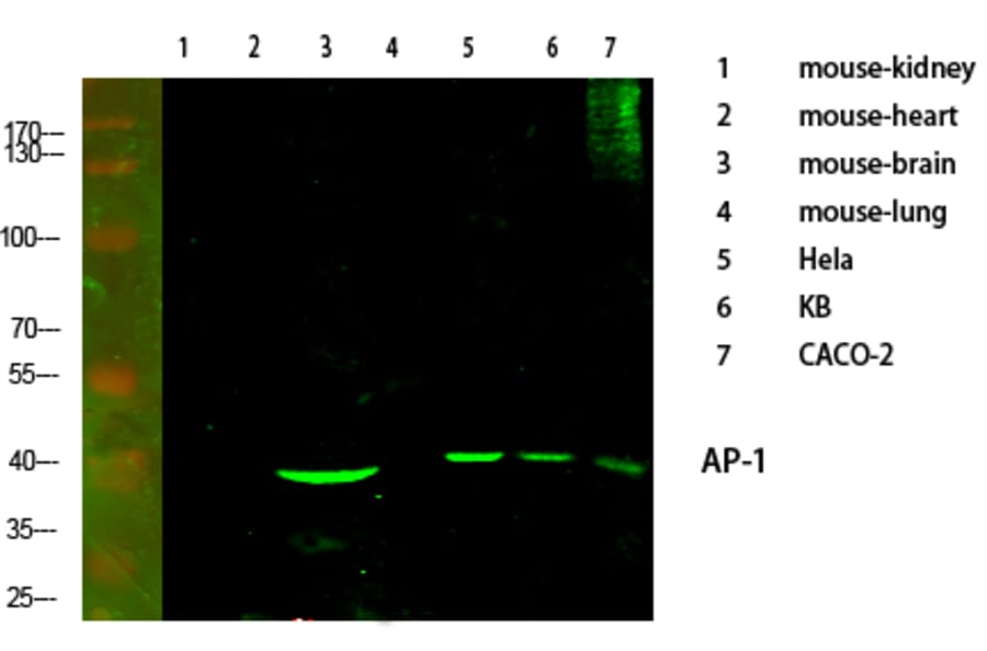 Western Blot - Anti-c-Jun Antibody (B7132) - Antibodies.com