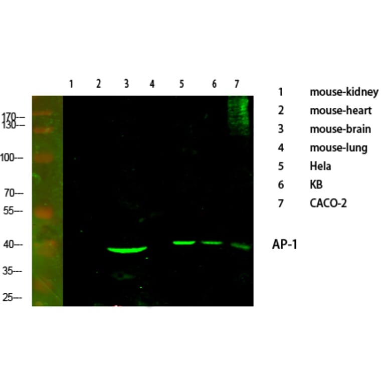 Western Blot - Anti-c-Jun Antibody (B7132) - Antibodies.com
