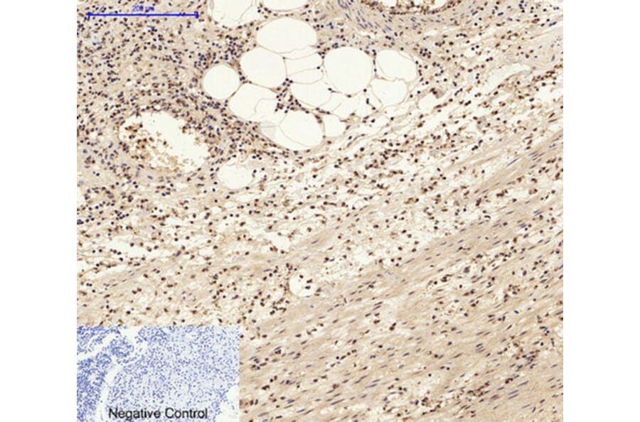 Immunohistochemistry - Anti-c-Jun Antibody (B7132) - Antibodies.com