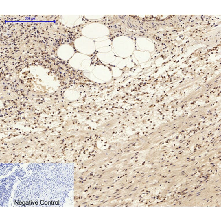 Immunohistochemistry - Anti-c-Jun Antibody (B7132) - Antibodies.com