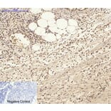 Immunohistochemistry - Anti-c-Jun Antibody (B7132) - Antibodies.com