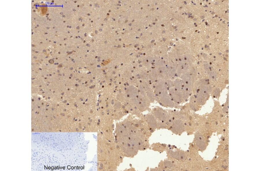 Immunofluorescence - Anti-c-Jun Antibody (B7132) - Antibodies.com