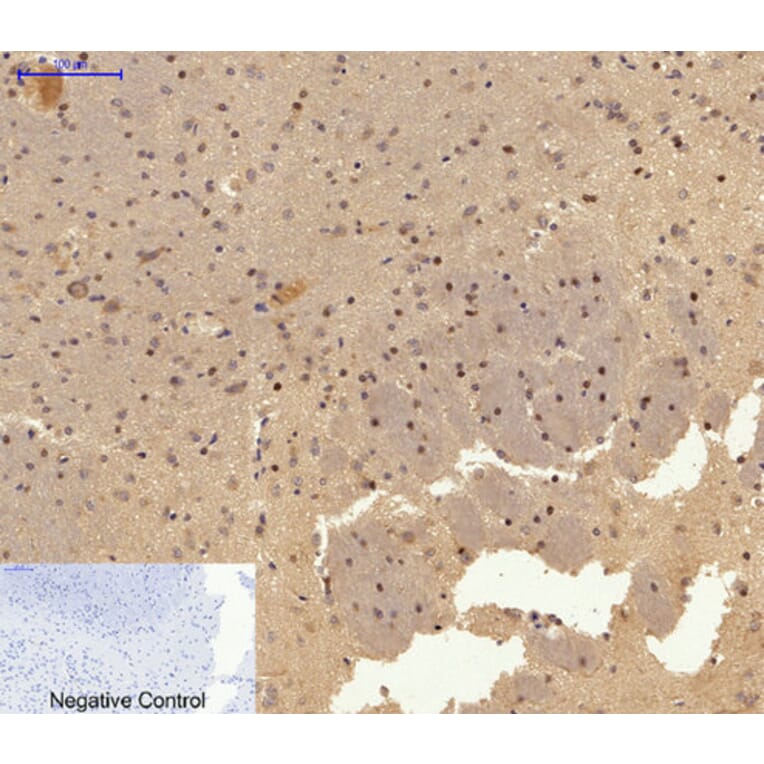 Immunofluorescence - Anti-c-Jun Antibody (B7132) - Antibodies.com
