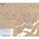 Immunofluorescence - Anti-c-Jun Antibody (B7132) - Antibodies.com