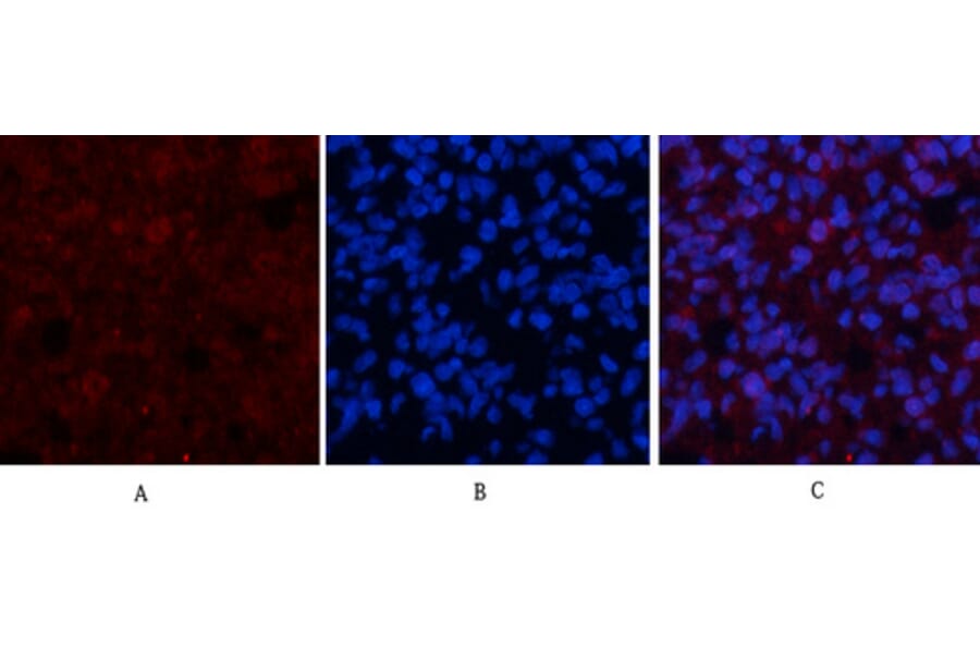 Immunofluorescence - Anti-c-Jun Antibody (B7132) - Antibodies.com