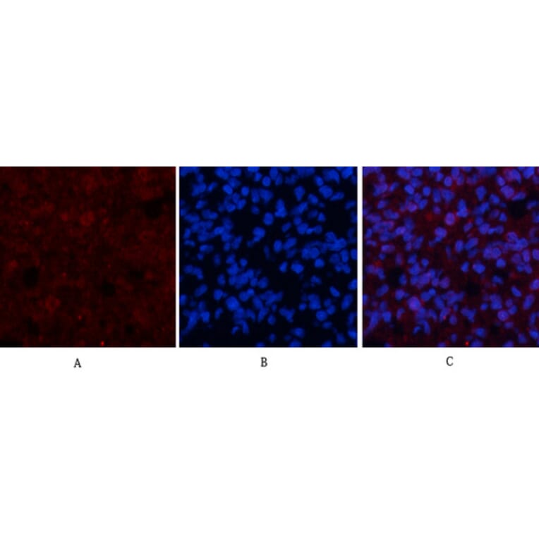 Immunofluorescence - Anti-c-Jun Antibody (B7132) - Antibodies.com