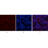 Immunofluorescence - Anti-c-Jun Antibody (B7132) - Antibodies.com