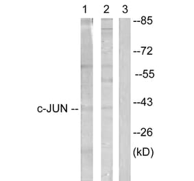 Western Blot - Anti-c-Jun Antibody (B0867) - Antibodies.com