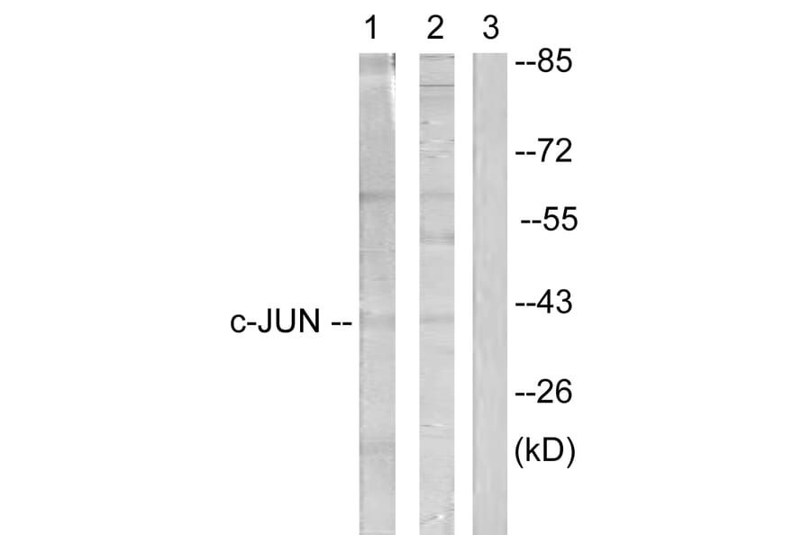 Western Blot - Anti-c-Jun Antibody (B0867) - Antibodies.com