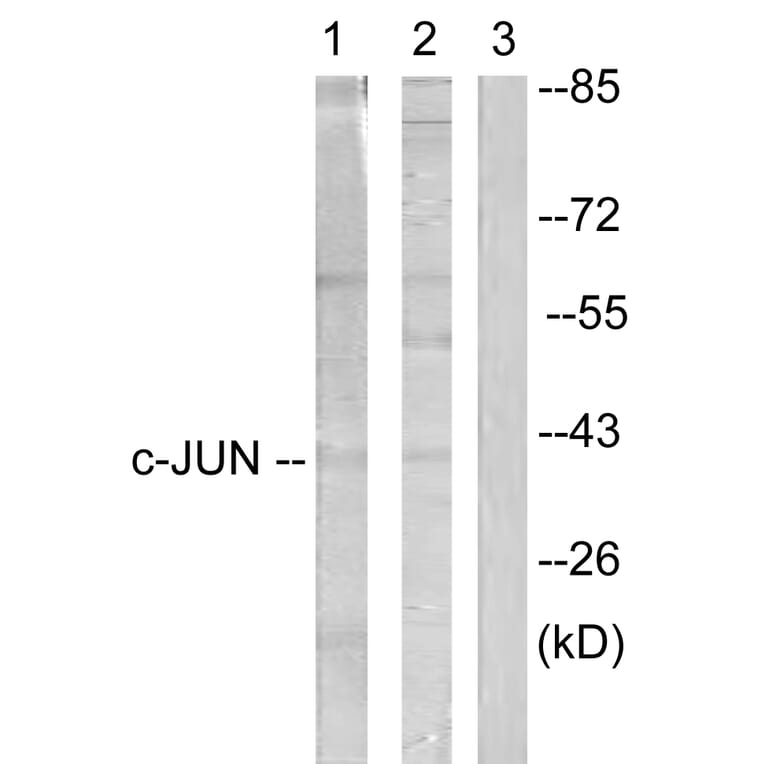 Western Blot - Anti-c-Jun Antibody (B0867) - Antibodies.com