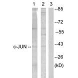 Western Blot - Anti-c-Jun Antibody (B0867) - Antibodies.com