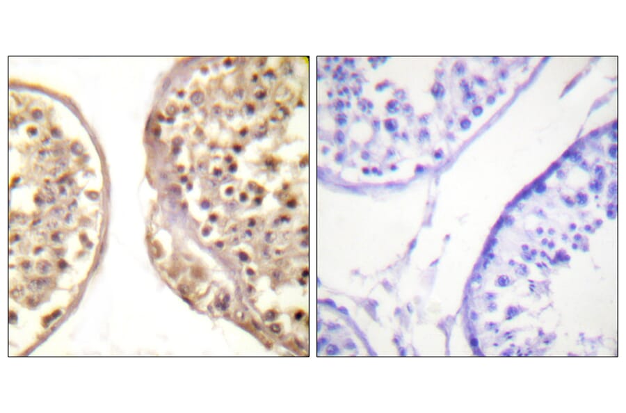 Immunohistochemistry - Anti-c-Jun Antibody (B0867) - Antibodies.com