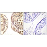 Immunohistochemistry - Anti-c-Jun Antibody (B0867) - Antibodies.com