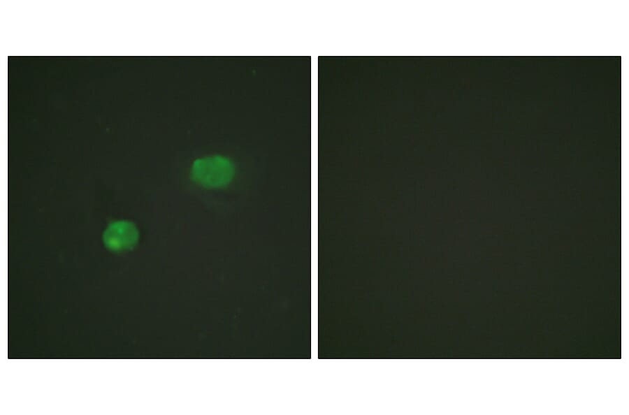 Immunofluorescence - Anti-c-Jun Antibody (B0867) - Antibodies.com