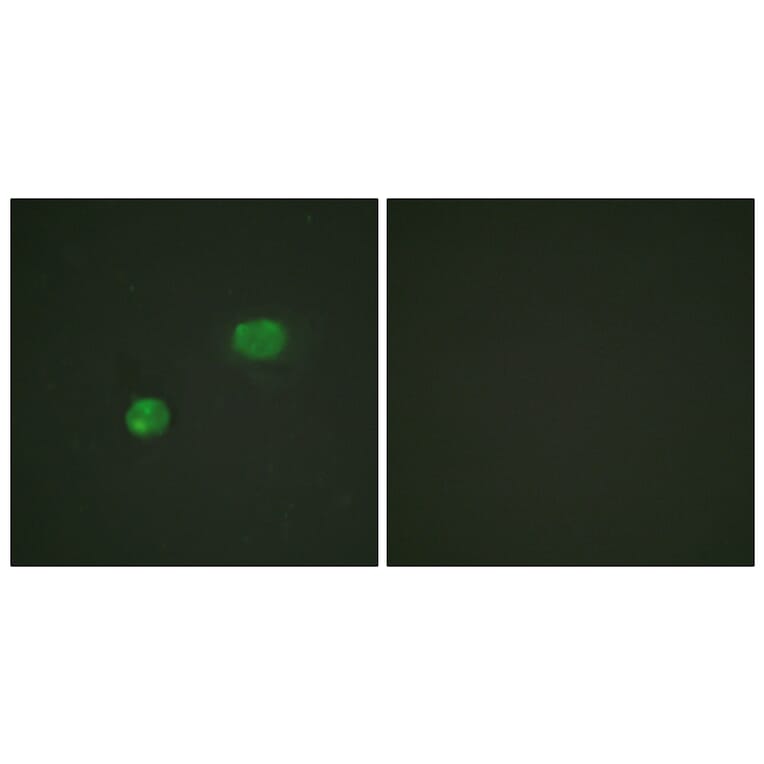 Immunofluorescence - Anti-c-Jun Antibody (B0867) - Antibodies.com