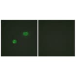 Immunofluorescence - Anti-c-Jun Antibody (B0867) - Antibodies.com