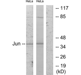 Western Blot - Anti-c-Jun Antibody (B7130) - Antibodies.com