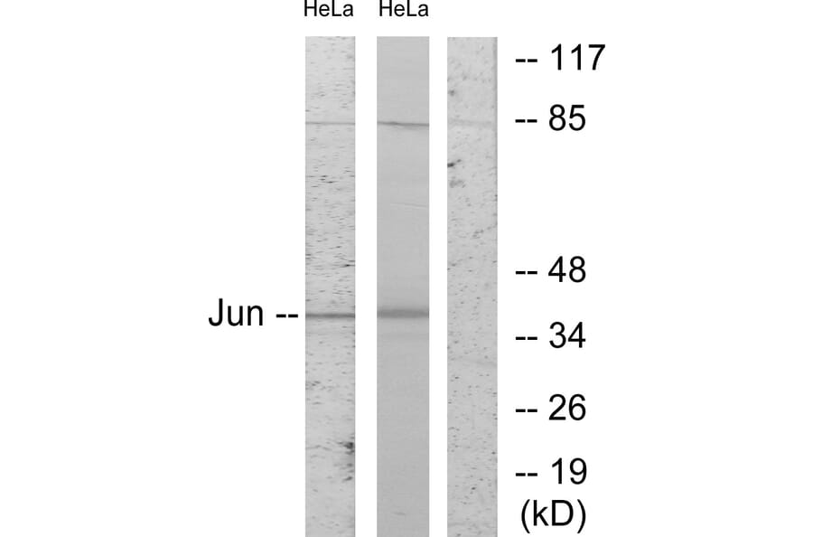 Western Blot - Anti-c-Jun Antibody (B7130) - Antibodies.com