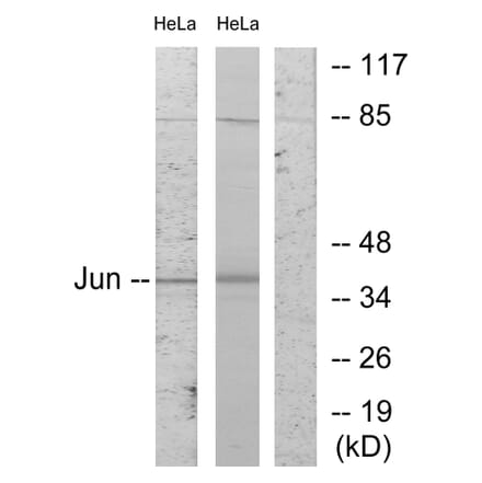 Western Blot - Anti-c-Jun Antibody (B7130) - Antibodies.com