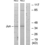 Western Blot - Anti-c-Jun Antibody (B7130) - Antibodies.com