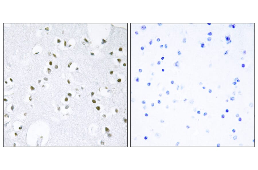 Immunohistochemistry - Anti-c-Jun Antibody (B7130) - Antibodies.com