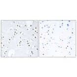 Immunohistochemistry - Anti-c-Jun Antibody (B7130) - Antibodies.com