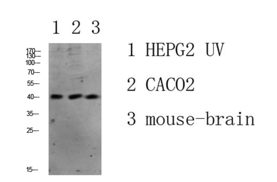 Western Blot - Anti-c-Jun Antibody (B7130) - Antibodies.com