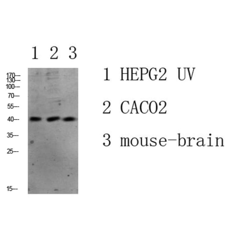 Western Blot - Anti-c-Jun Antibody (B7130) - Antibodies.com
