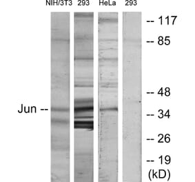 Western Blot - Anti-c-Jun Antibody (B7134) - Antibodies.com