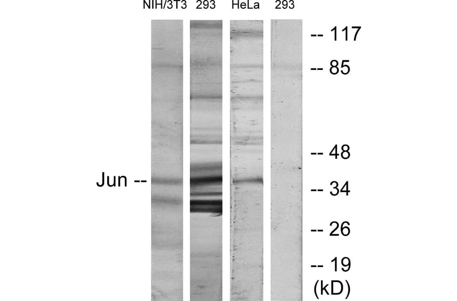 Western Blot - Anti-c-Jun Antibody (B7134) - Antibodies.com