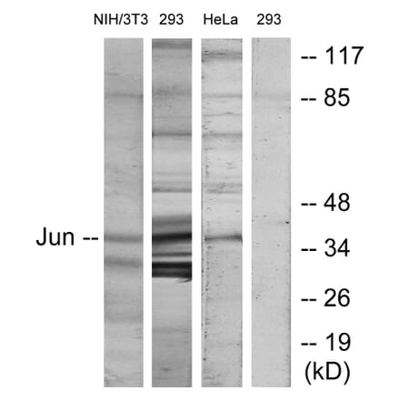 Western Blot - Anti-c-Jun Antibody (B7134) - Antibodies.com