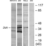 Western Blot - Anti-c-Jun Antibody (B7134) - Antibodies.com