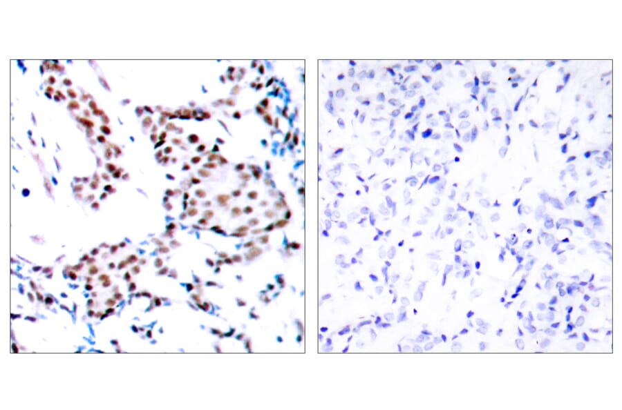 Immunohistochemistry - Anti-c-Jun Antibody (B7134) - Antibodies.com