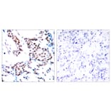 Immunohistochemistry - Anti-c-Jun Antibody (B7134) - Antibodies.com