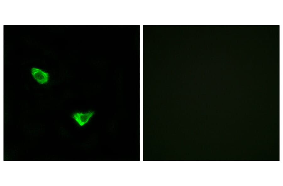 Immunofluorescence - Anti-CHSY2 Antibody (C15099) - Antibodies.com